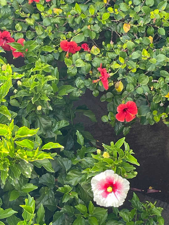 Gartenanlage allsun Hotel Los Hibiscos