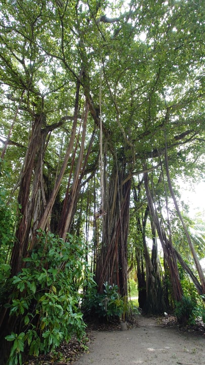 Gartenanlage Kuramathi Maldives