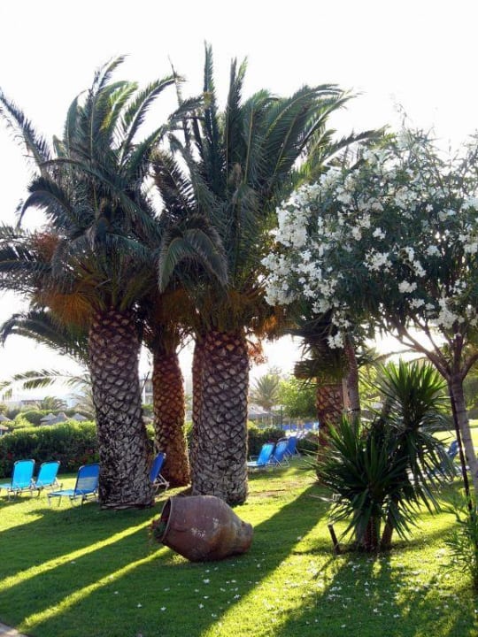 Garten mit Palmen, Bäumen und Sträuchern Anissa Beach & Village