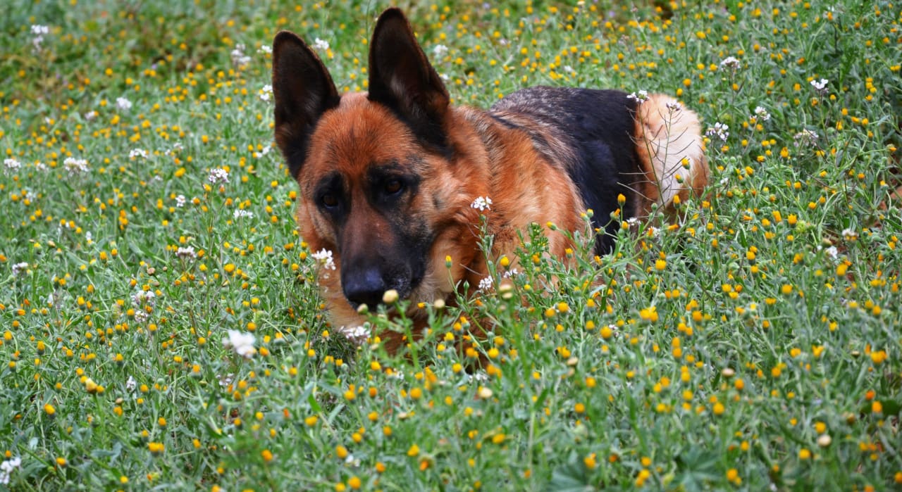 Schäferhündin Venus in Blumenwiese  Finca Son Marimon