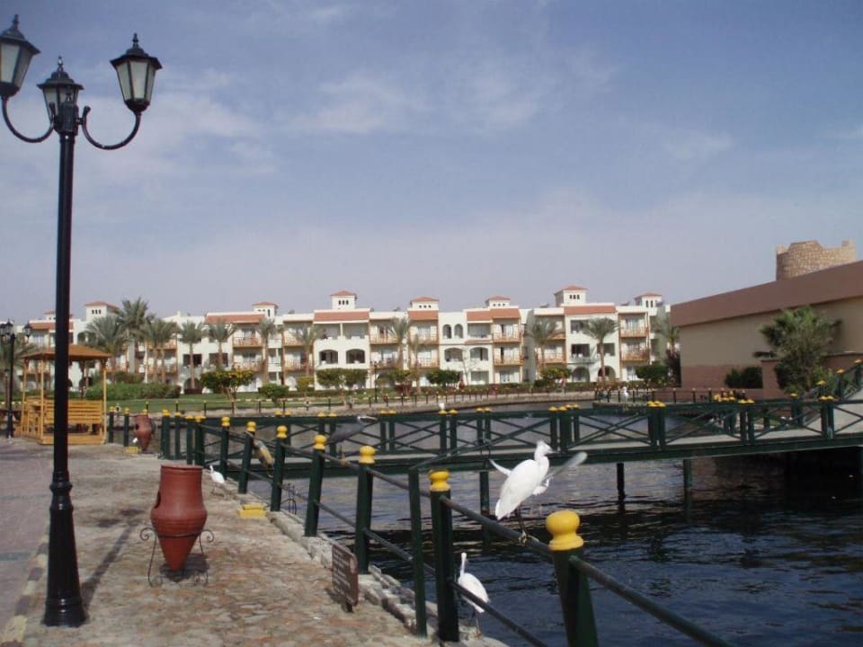 Reier in der Lagune Pickalbatros Dana Beach Resort - Hurghada