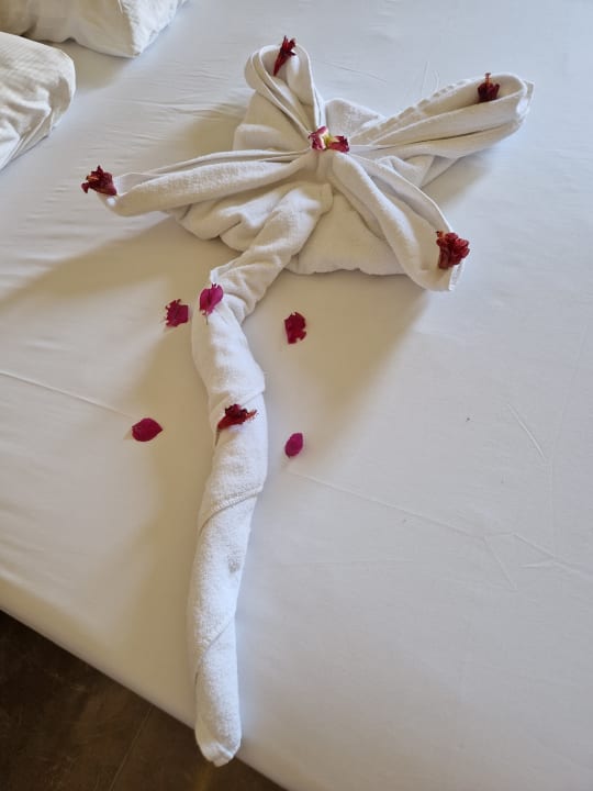 Zimmer Beach Albatros Resort