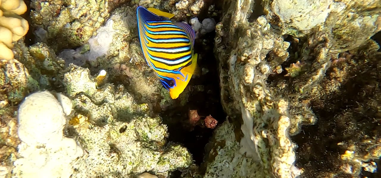 Sport & Freizeit Malikia Resort Abu Dabbab