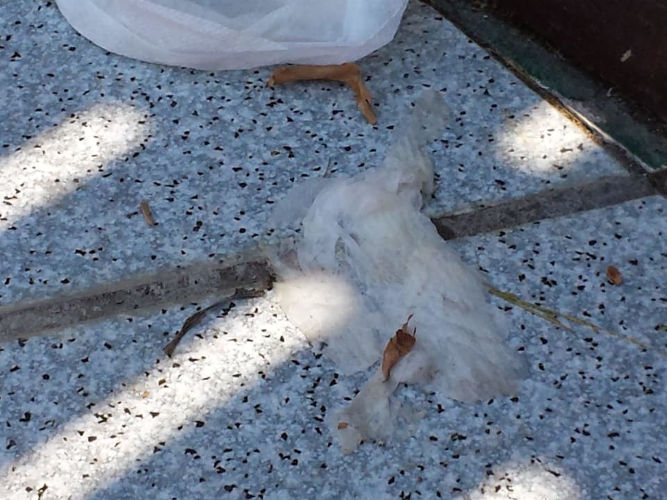 Lecker Hotel Golden Odyssey