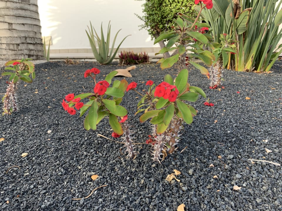 Außenansicht Hotel Las Costas