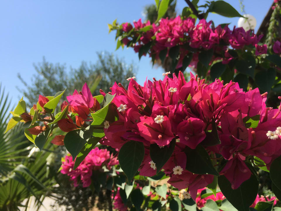 Garten Grand Blue Beach Hotel