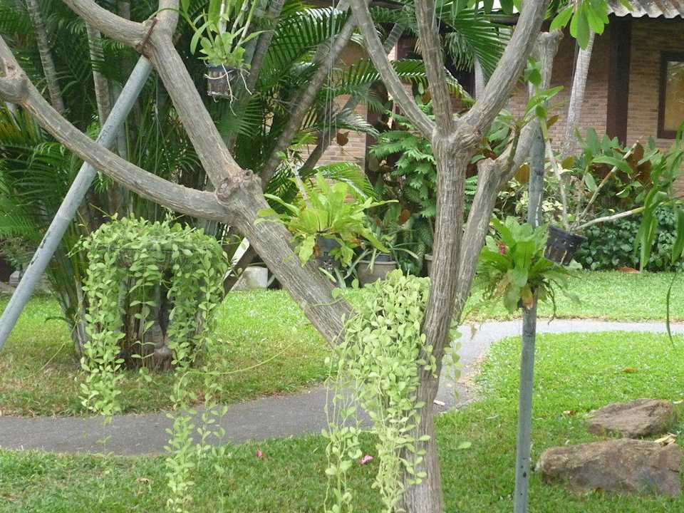 Dschungelgarten Hotel The Cottage