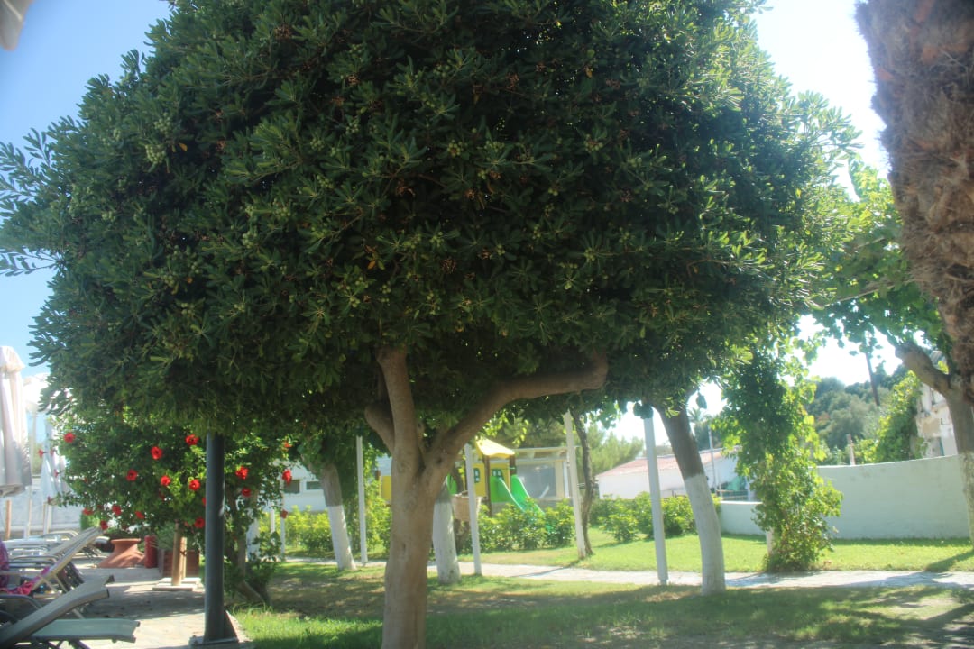 Gartenanlage Hotel Glicorisa Beach