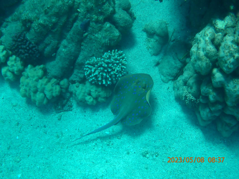 Sport & Freizeit Malikia Resort Abu Dabbab