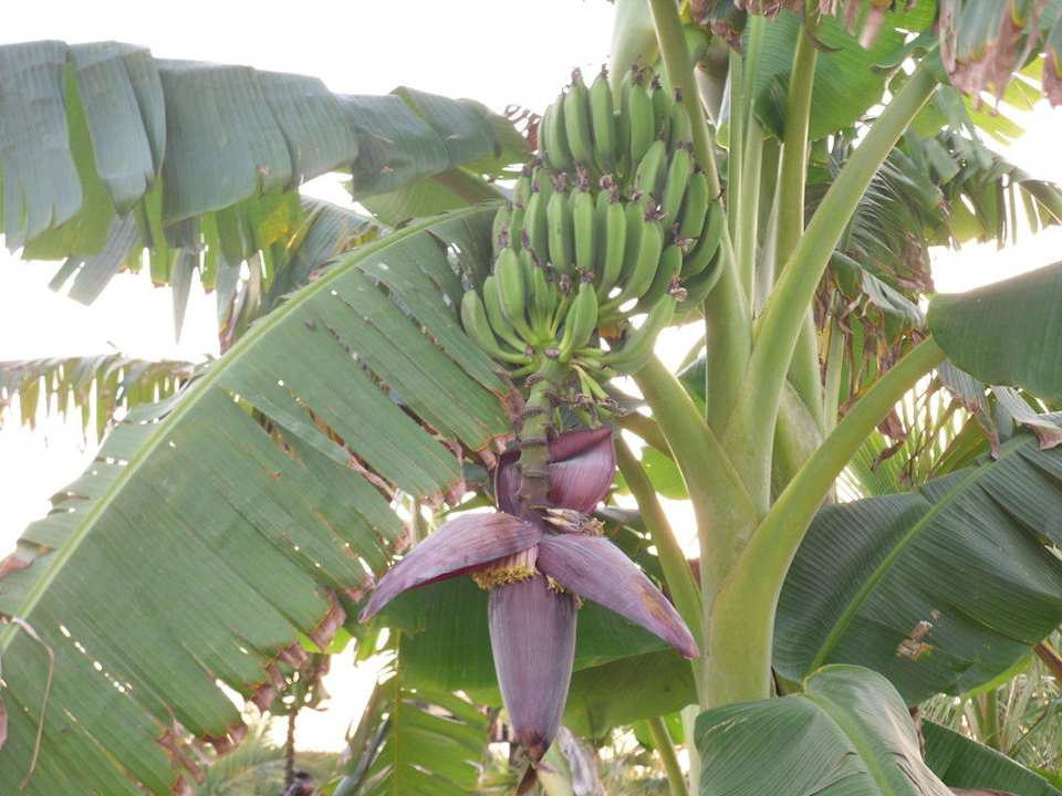 Bananenbaum im Hotel Grand Seker Hotel