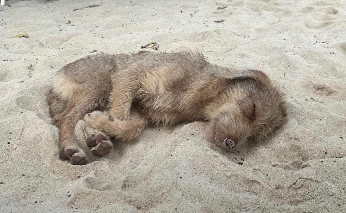 Strand La Pirogue Mauritius