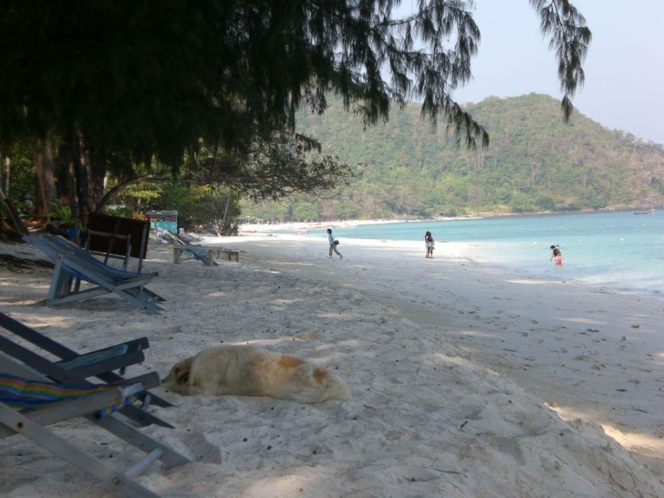 Strand mit Strandwächter (zahm) Hotel Coral Island Resort