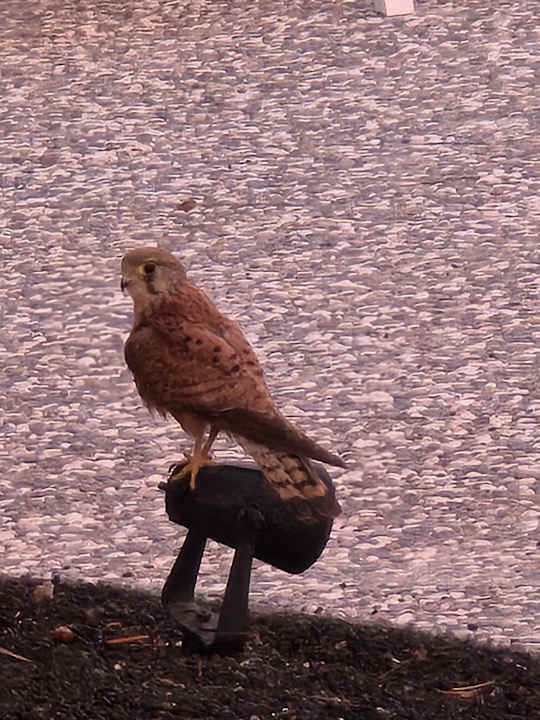 Gartenanlage Seaside Los Jameos Playa