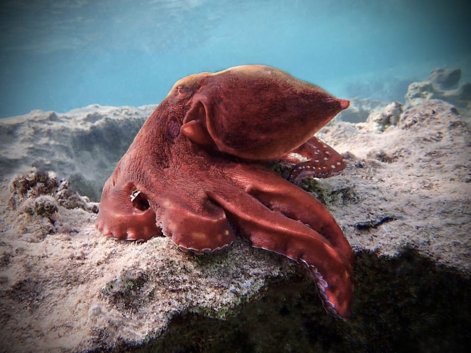 Sport & Freizeit Three Corners Happy Life Beach Resort