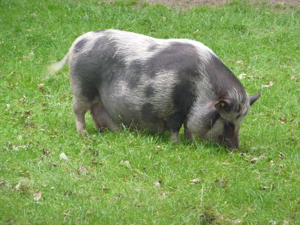Kinderbauernhof in Het Heijderbos Center Parcs Het Heijderbos