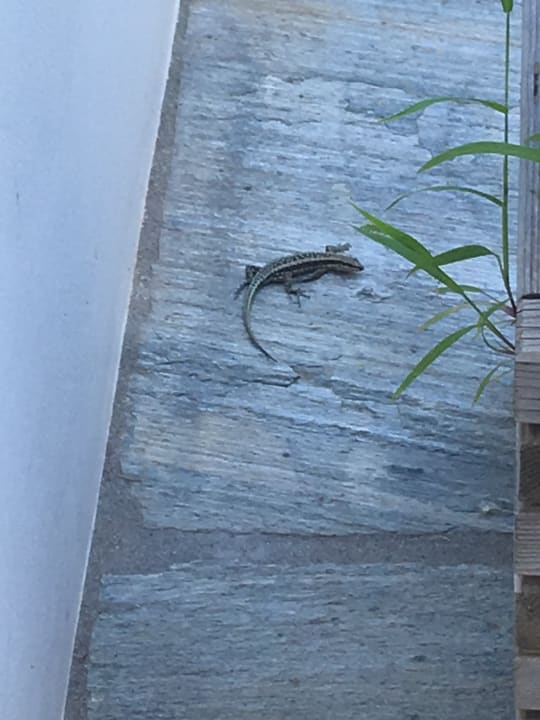 Außenansicht Semeli Boutique Hotel