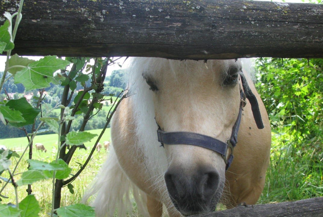 Pony Ferienhaus Franzenhof