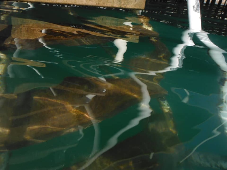 Plaża pomost molo Royal Seginus