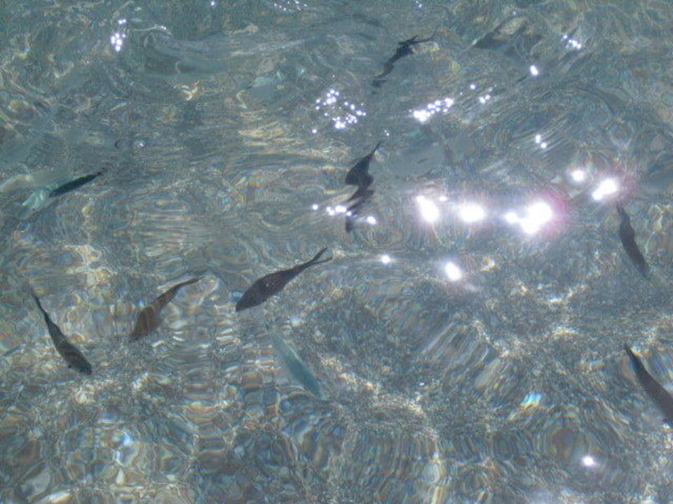 Glasklares Wasser Rodos Princess Beach Hotel & Spa