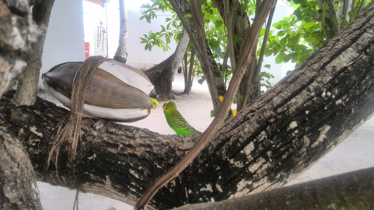 Gartenanlage Thulhagiri Island Resort