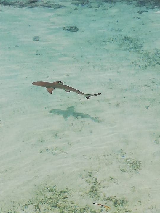 Sport & Freizeit Adaaran Select Hudhuran Fushi - Premium All Inclusive