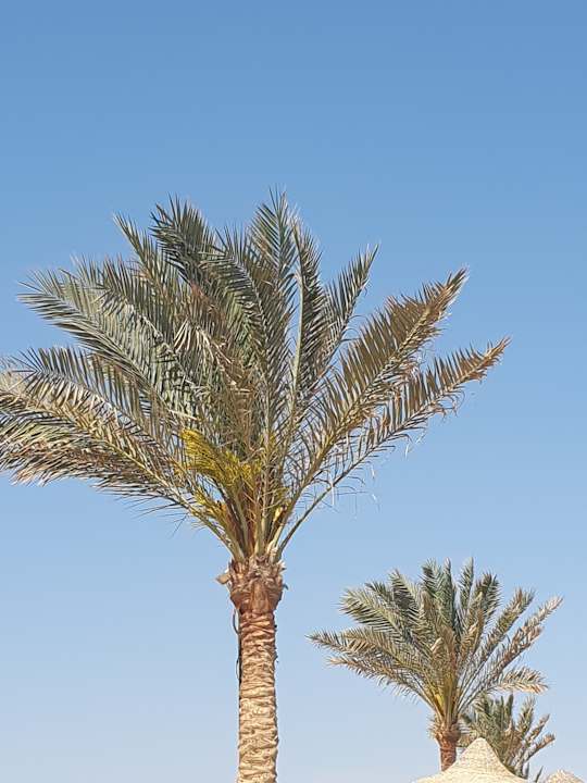 Gartenanlage Three Corners Sea Beach Resort