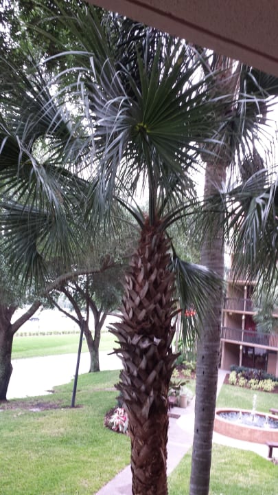 Gartenanlage innen Hotel Clarion Inn Lake Buena Vista