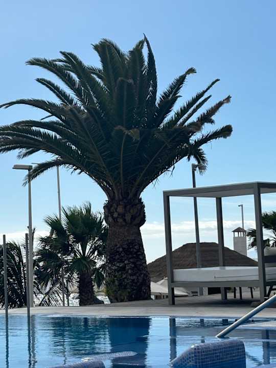 Gartenanlage Hotel Riu Palace Tenerife