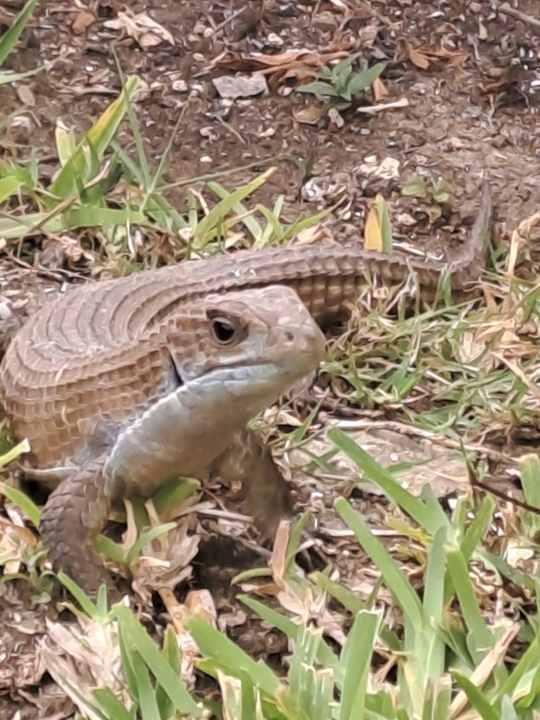 Gartenanlage Hotel Kiwengwa Beach Resort
