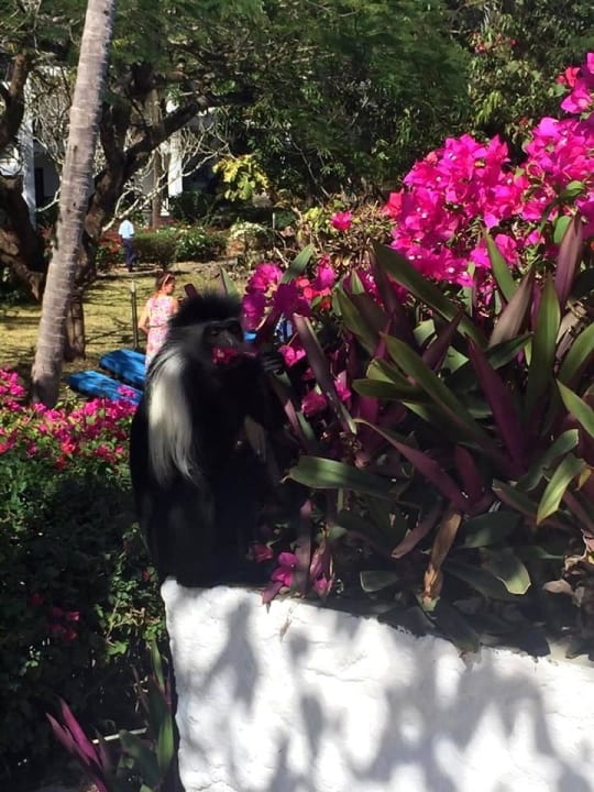 Monkey Diani Sea Resort