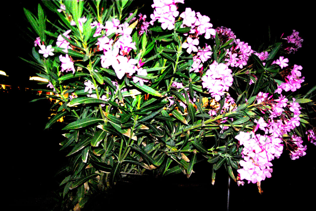 Schöner Oleander  Royal Taj Mahal Hotel