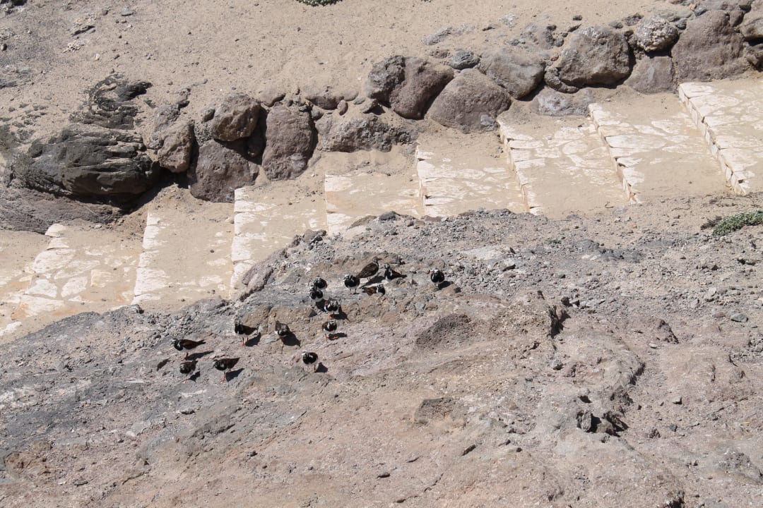 Zutrauliche Vögel H10 Tindaya