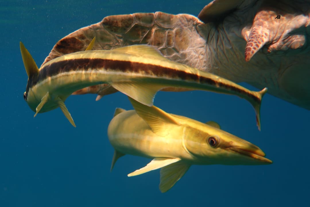 Sport & Freizeit Malikia Resort Abu Dabbab