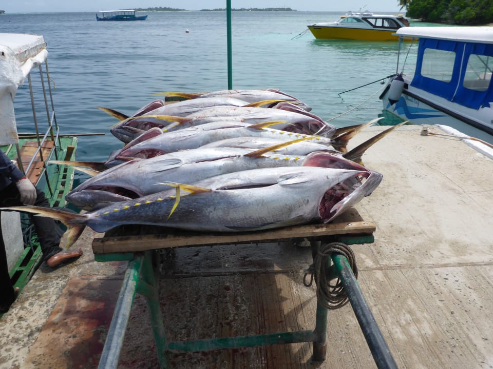 Der tägliche Thunfischfang Biyadhoo Island Resort