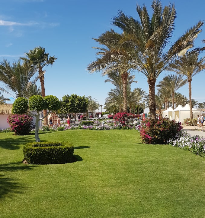 Gartenanlage Desert Rose