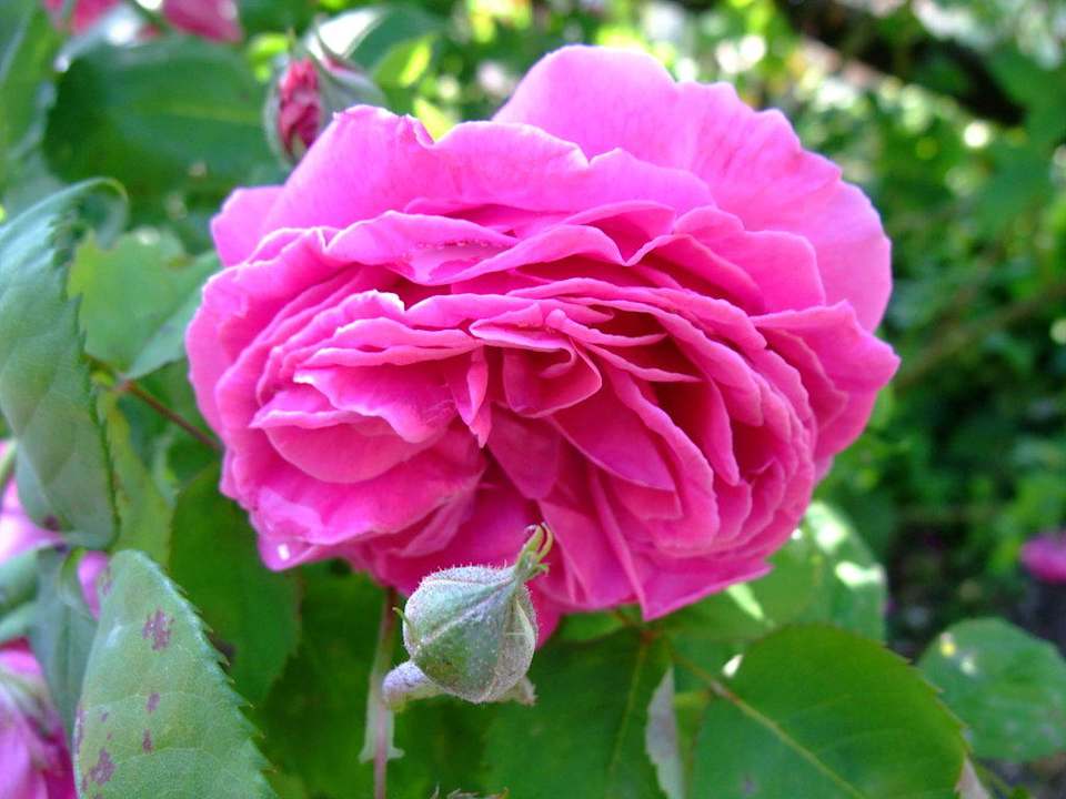 Garten Agriturismo La Traversina