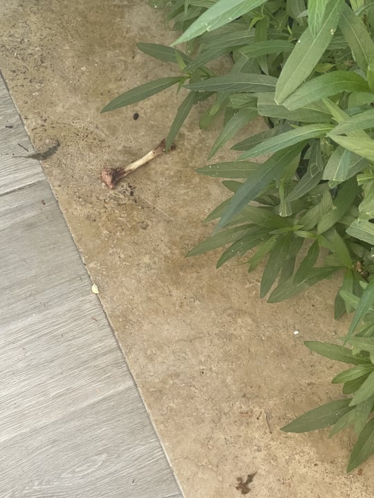 Gartenanlage TUI MAGIC LIFE Beldibi +16