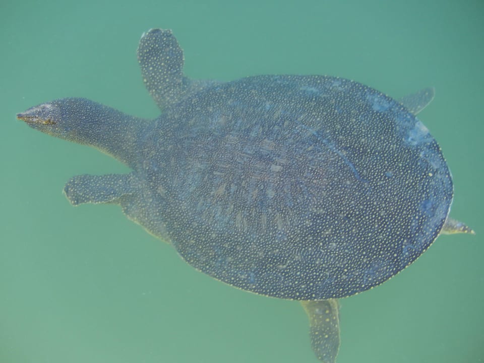 Schildkröte (rechts gehen,nach ca. 1 km beim Steg) Paloma Oceana