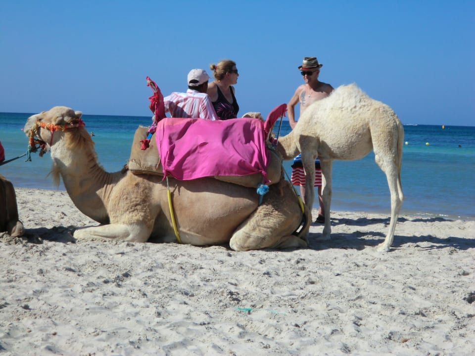 Kamele Iberostar Waves Mehari Djerba