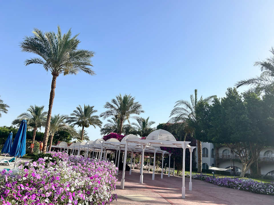 Gartenanlage Desert Rose
