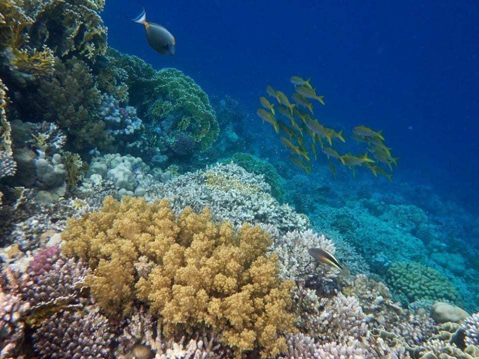 Schnorcheln am Hausriff Malikia Resort Abu Dabbab