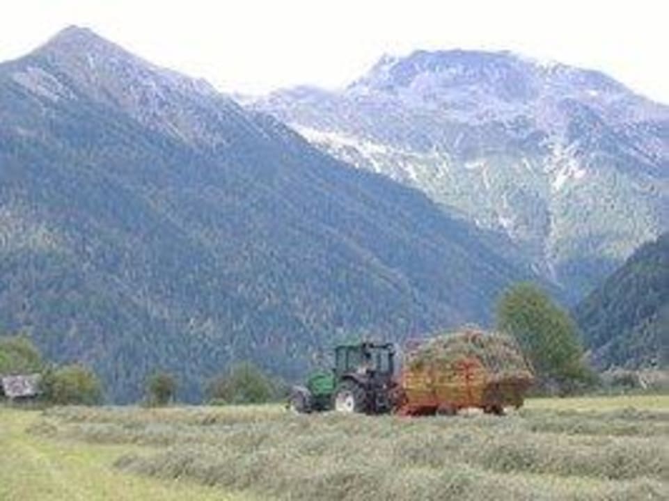 Bei der Heuarbeit Pension Thalerhof