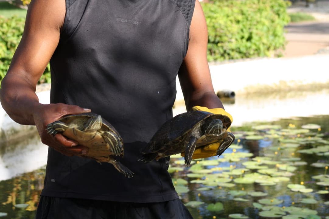 Tortues Hotel Camino del Mar Cayo Guillermo