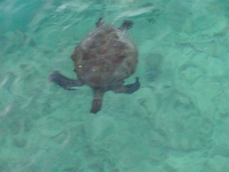 Mitschwimmer  Heron Island Resort