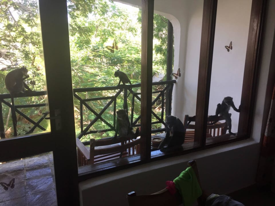 Affen auf Balkon Hotel Papillon Lagoon Reef