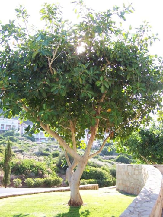 Ogród Grand Hotel Holiday Resort