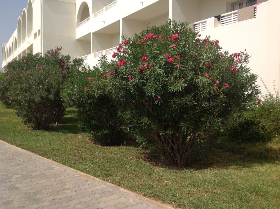 Gartenanlage TUI MAGIC LIFE Penelope Beach