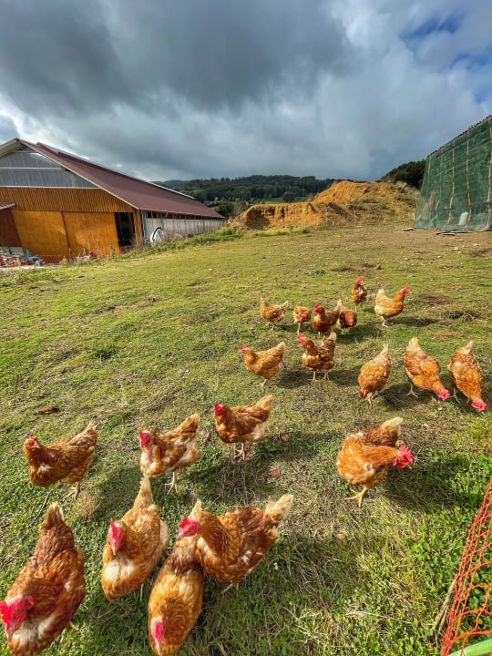Sonstiges Ferienhof Dingeldey