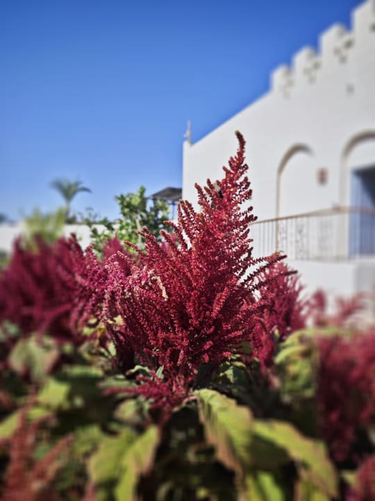 Gartenanlage Sentido Akassia Beach