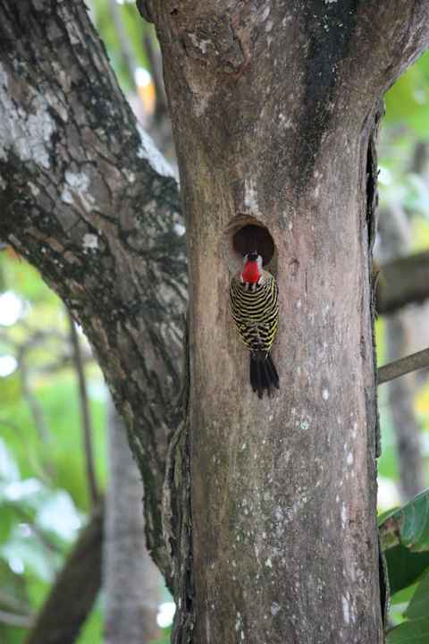 Specht Sunscape Puerto Plata